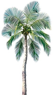 EPS 해외이미지 나무 식물 잎 일러스트 사람없음 해외202004 해외202105 해외일러스트 파일형식 벡터