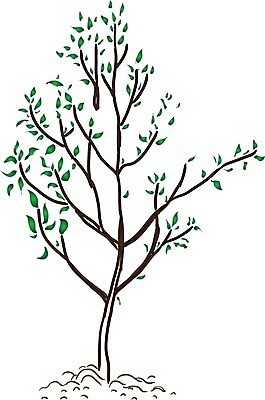 EPS 해외이미지 나무 일러스트 나뭇잎 한그루 사람없음 해외202004 해외202105 해외일러스트 식물 1 잎 파일형식 벡터