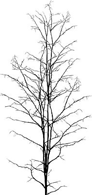 EPS 해외이미지 나무 식물 실루엣 겨울 농업 일러스트 건조 사람없음 봄 사막 가을 숲 오브젝트 생물학 뿌리 혼자 현실 해외202004 해외202105 해외일러스트 계절 교육 산업 촬영기법 파일형식 벡터