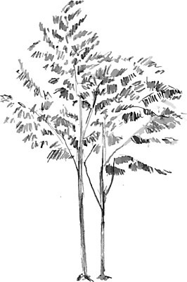 EPS 해외이미지 나무 식물 겨울 일러스트 잉크 사람없음 검은색 봄 가을 낙서 숲 손그림 해외202004 해외202105 해외일러스트 계절 컬러 파일형식 벡터