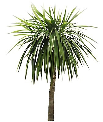 EPS 해외이미지 나무 식물 잎 일러스트 사람없음 해외202004 해외202105 해외일러스트 파일형식 벡터