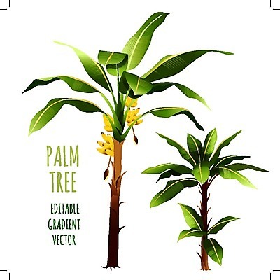 EPS 해외이미지 일러스트 바나나 사람없음 두그루 바나나나무 바나나잎 해외202004 해외202105 해외일러스트 나무 잎 2 과일 파일형식 벡터