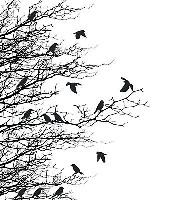 EPS 해외이미지 실루엣 여러마리 일러스트 조류 사람없음 검은색 나뭇가지 해외202004 해외202105 해외일러스트 나무 동물 컬러 다수 촬영기법 파일형식 벡터