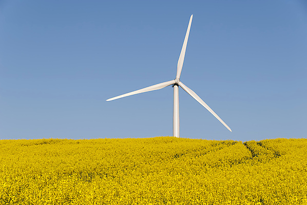 포토 JPG 해외이미지 풍경 사람없음 야외 노란색 환경 그린에너지 풍력에너지 기름 친환경 해외202004 해외포토 음식 컬러 에너지 파일형식