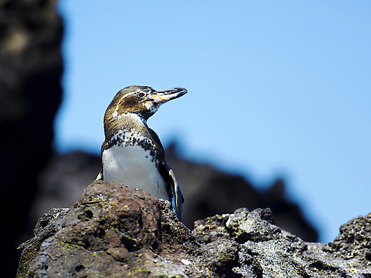 포토 JPG 해외이미지 야생동물 자연 사람없음 환경 보호 북극 호기심 펭귄 부리 태평양 에콰도르 갈라파고스 해외202004 해외포토 동물 감정 바다 컨셉 조류 남아메리카 극지방 생태계 파일형식