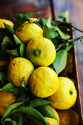 포토 JPG 주간 과일 실내 근접촬영 사람없음 전라남도 고흥유자 국내포토 자연요소 뷰포인트 내부 전라도 특산물 유자 파일형식 고흥