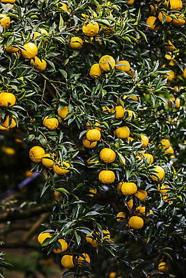 포토 JPG 주간 과일 사람없음 야외 전라남도 유자나무 고흥유자 국내포토 자연요소 나무 전라도 특산물 유자 파일형식 고흥