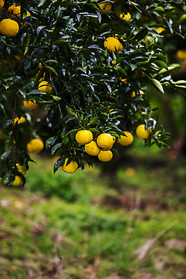 포토 JPG 주간 과일 사람없음 야외 아웃포커스 전라남도 유자나무 고흥유자 국내포토 자연요소 나무 촬영기법 전라도 특산물 유자 파일형식 고흥