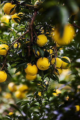 포토 JPG 주간 과일 사람없음 야외 아웃포커스 소프트포커스 전라남도 유자나무 고흥유자 국내포토 자연요소 나무 촬영기법 전라도 특산물 유자 파일형식 고흥