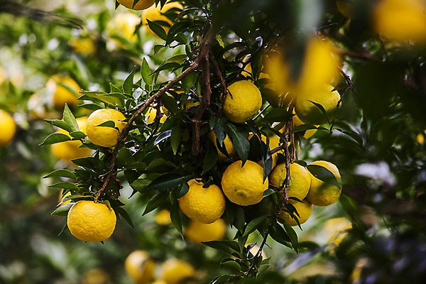 포토 JPG 주간 과일 사람없음 야외 소프트포커스 전라남도 유자나무 고흥유자 국내포토 자연요소 나무 촬영기법 전라도 특산물 유자 파일형식 고흥