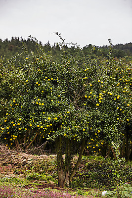 포토 JPG 주간 과일 사람없음 야외 전라남도 유자나무 고흥유자 국내포토 자연요소 나무 전라도 특산물 유자 파일형식 고흥