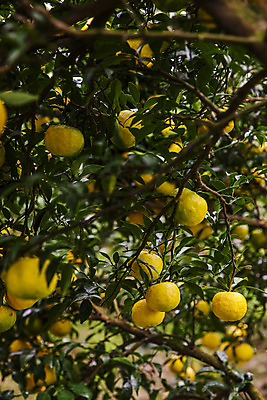 포토 JPG 주간 과일 사람없음 야외 전라남도 유자나무 고흥유자 국내포토 자연요소 나무 전라도 특산물 유자 파일형식 고흥
