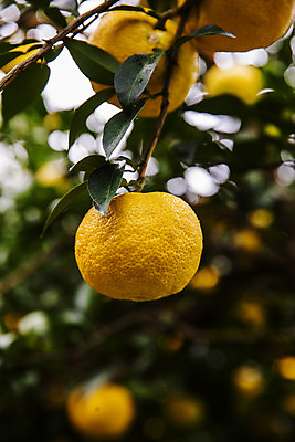 포토 JPG 주간 과일 근접촬영 사람없음 야외 아웃포커스 전라남도 유자나무 고흥유자 국내포토 자연요소 나무 뷰포인트 촬영기법 전라도 특산물 유자 파일형식 고흥
