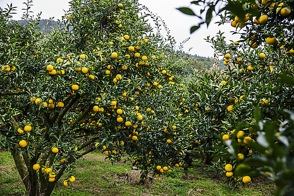 포토 JPG 주간 과일 사람없음 야외 과수원 전라남도 유자나무 고흥유자 국내포토 자연요소 나무 농업 전라도 특산물 유자 파일형식 고흥