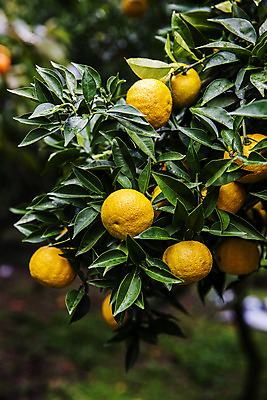 포토 JPG 주간 과일 사람없음 야외 아웃포커스 전라남도 유자나무 고흥유자 국내포토 자연요소 나무 촬영기법 전라도 특산물 유자 파일형식 고흥