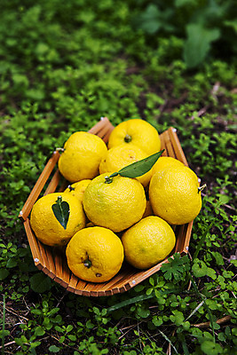 포토 JPG 주간 과일 사람없음 야외 바구니 전라남도 담기 땅바닥 고흥유자 국내포토 자연요소 모션 바닥 전라도 특산물 유자 파일형식 고흥