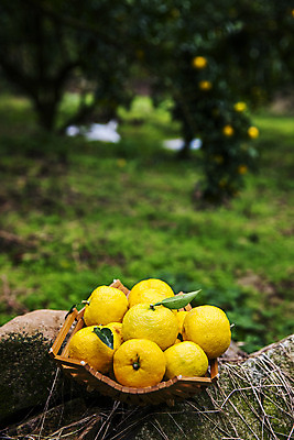 포토 JPG 주간 과일 사람없음 야외 아웃포커스 바구니 전라남도 담기 고흥유자 국내포토 자연요소 모션 촬영기법 전라도 특산물 유자 파일형식 고흥