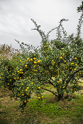 포토 JPG 주간 과일 사람없음 야외 과수원 전라남도 유자나무 고흥유자 국내포토 자연요소 나무 농업 전라도 특산물 유자 파일형식 고흥