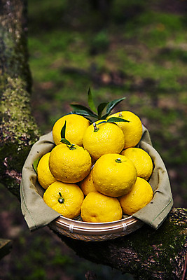 포토 JPG 주간 과일 사람없음 야외 아웃포커스 바구니 나뭇가지 전라남도 담기 고흥유자 국내포토 자연요소 나무 모션 촬영기법 전라도 특산물 유자 파일형식 고흥