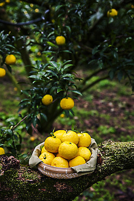 포토 JPG 주간 과일 사람없음 야외 바구니 나뭇가지 전라남도 담기 고흥유자 국내포토 자연요소 나무 모션 전라도 특산물 유자 파일형식 고흥