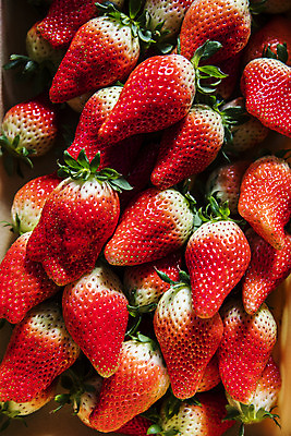 포토 JPG 주간 과일 딸기 근접촬영 사람없음 야외 하이앵글 충청남도 특산물 논산 제철과일 국내포토 자연요소 뷰포인트 충청도 제철 파일형식