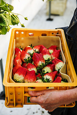 포토 JPG 주간 손 과일 딸기 들기 야외 신체부위 바구니 충청남도 담기 특산물 논산 제철과일 국내포토 자연요소 모션 사람 충청도 제철 파일형식