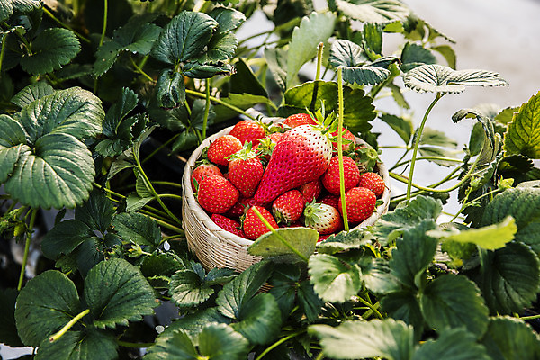 포토 JPG 주간 과일 딸기 실내 사람없음 바구니 충청남도 담기 특산물 논산 딸기밭 제철과일 국내포토 자연요소 밭 모션 내부 충청도 제철 파일형식