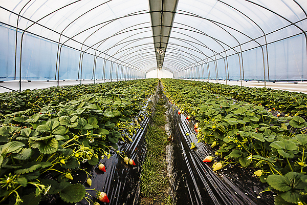 포토 JPG 주간 과일 딸기 실내 사람없음 충청남도 특산물 비닐하우스 논산 딸기밭 국내포토 자연요소 밭 농업 내부 충청도 파일형식