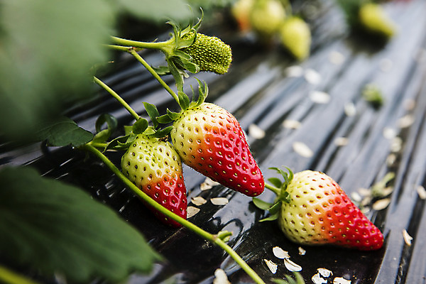 포토 JPG 주간 꽃잎 과일 딸기 실내 근접촬영 사람없음 소프트포커스 충청남도 특산물 비닐하우스 논산 딸기밭 제철과일 국내포토 자연요소 꽃 뷰포인트 밭 농업 촬영기법 내부 충청도 제철 파일형식