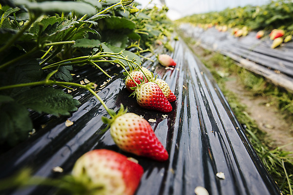 포토 JPG 주간 과일 딸기 실내 사람없음 아웃포커스 충청남도 특산물 비닐하우스 논산 딸기밭 제철과일 국내포토 자연요소 밭 농업 촬영기법 내부 충청도 제철 파일형식