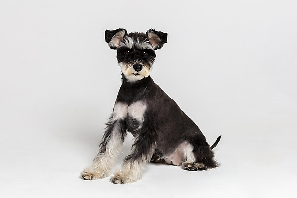 포토 JPG 스튜디오촬영 한마리 반려견 실내 앉기 사람없음 옆모습 반려동물 개 강아지 흰배경 미니어처슈나우져 반려 국내포토 동물 1 뷰포인트 백그라운드 포유류 모션 내부 흰색 슈나우저 파일형식