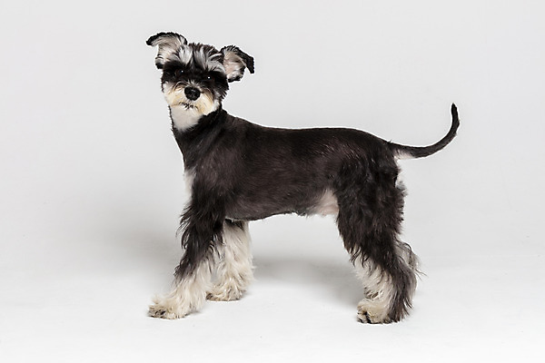 포토 JPG 스튜디오촬영 한마리 반려견 실내 사람없음 옆모습 반려동물 개 강아지 흰배경 미니어처슈나우져 반려 국내포토 동물 1 뷰포인트 백그라운드 포유류 내부 흰색 슈나우저 파일형식