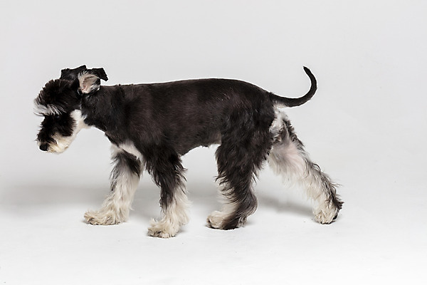 포토 JPG 스튜디오촬영 한마리 반려견 실내 사람없음 옆모습 반려동물 개 강아지 흰배경 미니어처슈나우져 반려 국내포토 동물 1 뷰포인트 백그라운드 포유류 내부 흰색 슈나우저 파일형식