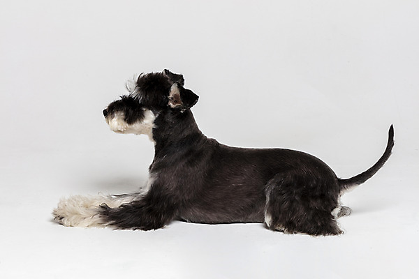 포토 JPG 스튜디오촬영 한마리 반려견 엎드리기 실내 사람없음 옆모습 반려동물 개 강아지 흰배경 미니어처슈나우져 반려 국내포토 동물 1 뷰포인트 백그라운드 포유류 모션 내부 흰색 슈나우저 파일형식