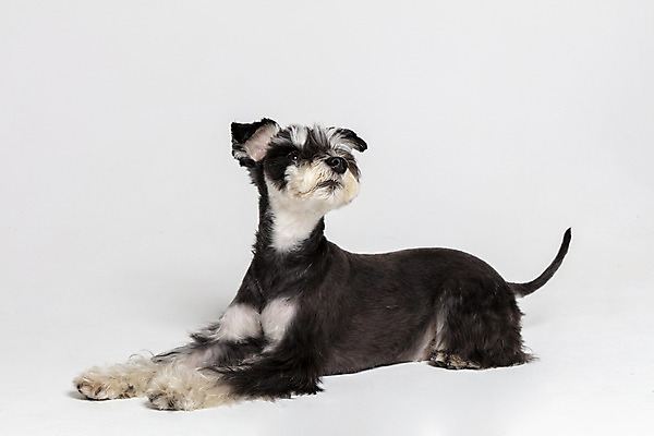 포토 JPG 스튜디오촬영 한마리 반려견 엎드리기 실내 사람없음 옆모습 반려동물 개 강아지 흰배경 미니어처슈나우져 반려 국내포토 동물 1 뷰포인트 백그라운드 포유류 모션 내부 흰색 슈나우저 파일형식