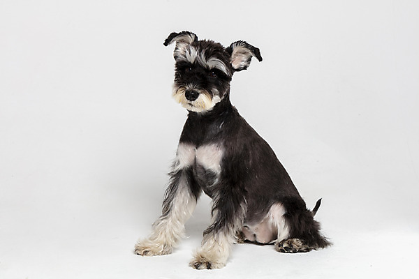 포토 JPG 스튜디오촬영 한마리 반려견 실내 앉기 사람없음 옆모습 반려동물 개 강아지 흰배경 미니어처슈나우져 반려 국내포토 동물 1 뷰포인트 백그라운드 포유류 모션 내부 흰색 슈나우저 파일형식