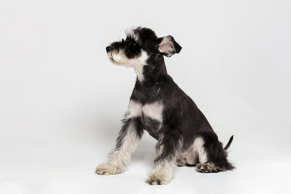 포토 JPG 스튜디오촬영 한마리 반려견 실내 앉기 사람없음 옆모습 반려동물 개 강아지 흰배경 미니어처슈나우져 반려 국내포토 동물 1 뷰포인트 백그라운드 포유류 모션 내부 흰색 슈나우저 파일형식