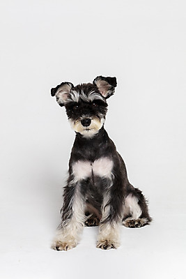 포토 JPG 스튜디오촬영 한마리 반려견 실내 앉기 사람없음 앞모습 반려동물 개 강아지 흰배경 미니어처슈나우져 반려 국내포토 동물 1 뷰포인트 백그라운드 포유류 모션 내부 흰색 슈나우저 파일형식