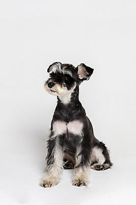 포토 JPG 스튜디오촬영 한마리 반려견 실내 앉기 사람없음 옆모습 반려동물 개 강아지 흰배경 미니어처슈나우져 반려 국내포토 동물 1 뷰포인트 백그라운드 포유류 모션 내부 흰색 슈나우저 파일형식