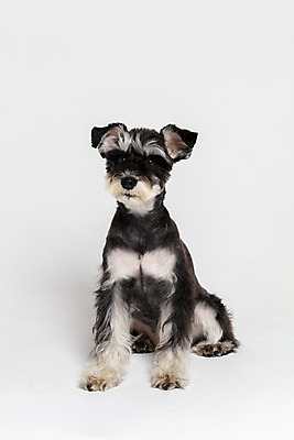 포토 JPG 스튜디오촬영 한마리 반려견 실내 앉기 사람없음 옆모습 반려동물 개 강아지 흰배경 미니어처슈나우져 반려 국내포토 동물 1 뷰포인트 백그라운드 포유류 모션 내부 흰색 슈나우저 파일형식