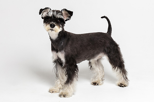 포토 JPG 스튜디오촬영 한마리 반려견 실내 사람없음 옆모습 반려동물 개 강아지 흰배경 미니어처슈나우져 반려 국내포토 동물 1 뷰포인트 백그라운드 포유류 내부 흰색 슈나우저 파일형식