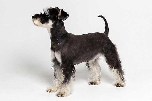 포토 JPG 스튜디오촬영 한마리 반려견 실내 사람없음 옆모습 반려동물 개 강아지 흰배경 미니어처슈나우져 반려 국내포토 동물 1 뷰포인트 백그라운드 포유류 내부 흰색 슈나우저 파일형식