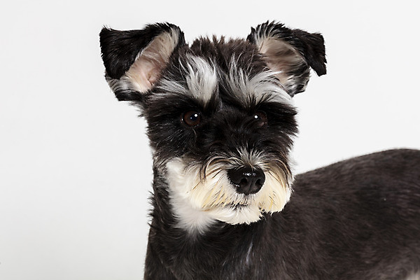 포토 JPG 스튜디오촬영 한마리 반려견 실내 근접촬영 사람없음 옆모습 반려동물 개 강아지 흰배경 미니어처슈나우져 반려 국내포토 동물 1 뷰포인트 백그라운드 포유류 내부 흰색 슈나우저 파일형식