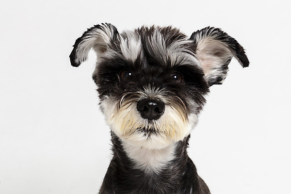 포토 JPG 스튜디오촬영 한마리 반려견 실내 근접촬영 사람없음 앞모습 반려동물 개 강아지 흰배경 미니어처슈나우져 반려 국내포토 동물 1 뷰포인트 백그라운드 포유류 내부 흰색 슈나우저 파일형식