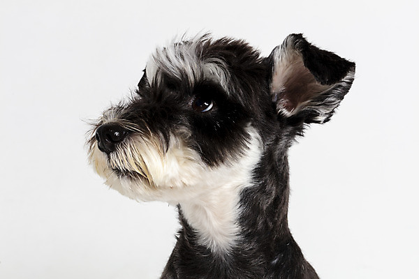 포토 JPG 스튜디오촬영 한마리 응시 반려견 실내 근접촬영 사람없음 옆모습 반려동물 개 강아지 흰배경 미니어처슈나우져 반려 국내포토 동물 1 시선 뷰포인트 백그라운드 포유류 내부 흰색 슈나우저 파일형식