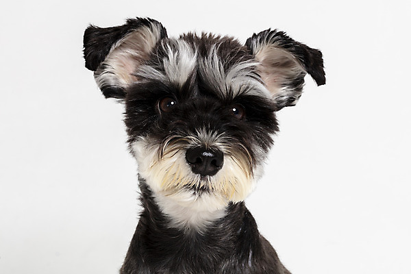 포토 JPG 스튜디오촬영 한마리 반려견 실내 근접촬영 사람없음 앞모습 반려동물 개 강아지 흰배경 미니어처슈나우져 반려 국내포토 동물 1 뷰포인트 백그라운드 포유류 내부 흰색 슈나우저 파일형식