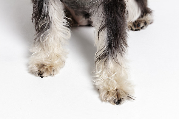 포토 JPG 스튜디오촬영 한마리 반려견 실내 근접촬영 사람없음 반려동물 개 강아지 흰배경 미니어처슈나우져 반려 앞발 국내포토 동물 1 뷰포인트 백그라운드 포유류 내부 흰색 슈나우저 파일형식