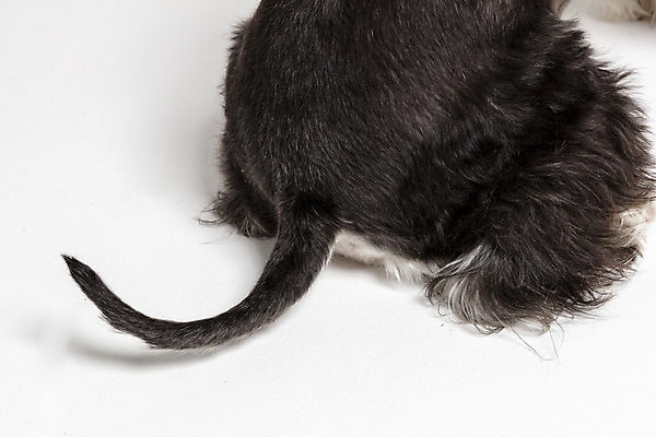 포토 JPG 스튜디오촬영 한마리 반려견 실내 앉기 근접촬영 사람없음 뒷모습 반려동물 개 강아지 엉덩이 흰배경 꼬리 미니어처슈나우져 반려 국내포토 동물 1 뷰포인트 백그라운드 포유류 모션 내부 신체부위 흰색 슈나우저 파일형식