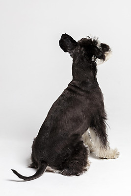 포토 JPG 스튜디오촬영 한마리 반려견 실내 앉기 사람없음 뒷모습 반려동물 개 강아지 흰배경 미니어처슈나우져 반려 국내포토 동물 1 뷰포인트 백그라운드 포유류 모션 내부 흰색 슈나우저 파일형식