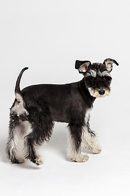 포토 JPG 스튜디오촬영 한마리 반려견 실내 사람없음 옆모습 반려동물 개 강아지 흰배경 미니어처슈나우져 반려 국내포토 동물 1 뷰포인트 백그라운드 포유류 내부 흰색 슈나우저 파일형식